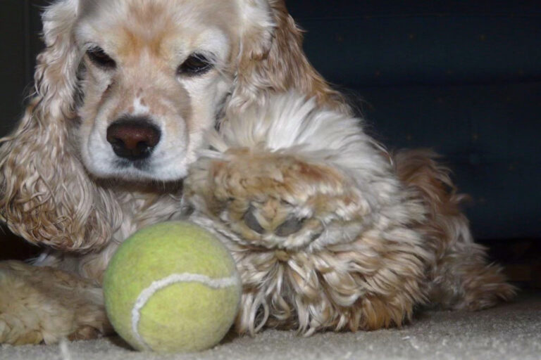 cocker spaniel