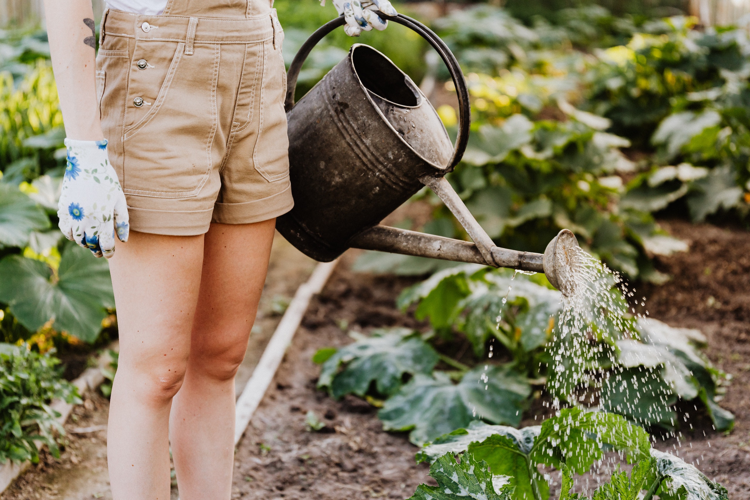 woman watering the garden