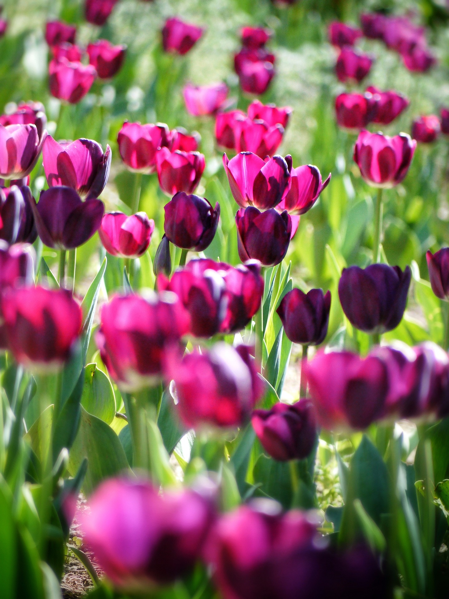 purple tulips