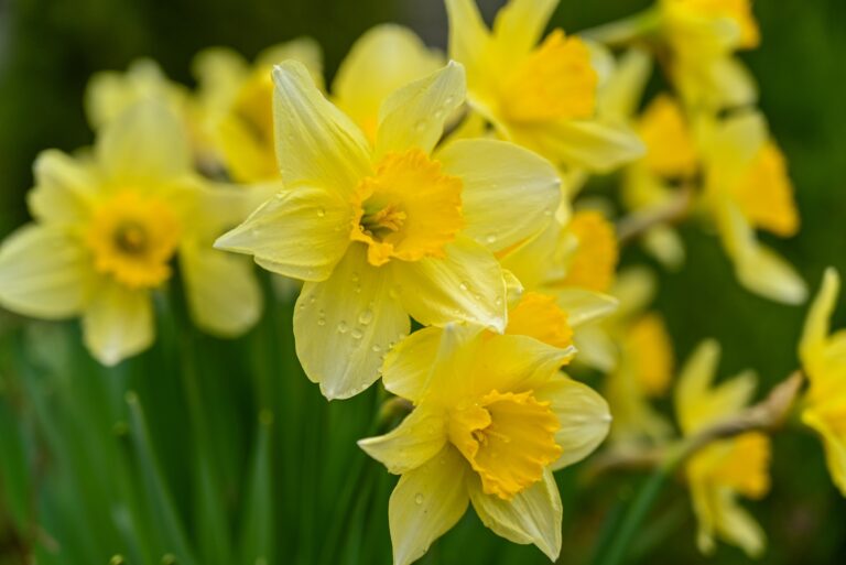 daffodils